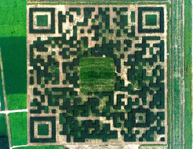 China creates QR code with trees